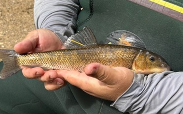 USACE and Stockbridge-Munsee Community Collaborate to Improve Fish Passage in Wisconsin Watershed