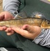 USACE and Stockbridge-Munsee Community Collaborate to Improve Fish Passage in Wisconsin Watershed