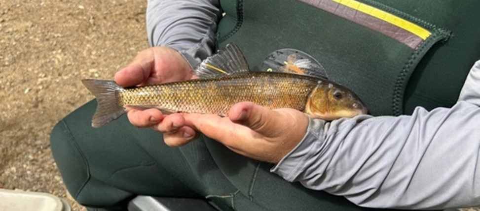 USACE and Stockbridge-Munsee Community Collaborate to Improve Fish Passage in Wisconsin Watershed