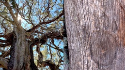 Hopi Waters for Life