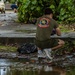 Semper Fi &amp; Sanitize: Koa Moana Marines and Sailors Clean Dekehtik Causeway With Naval Mobile Construction Battalion 4