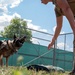 Joint K-9 training
