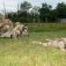 Future Army medics undergo rigorous field training exercise at Fort Indiantown Gap