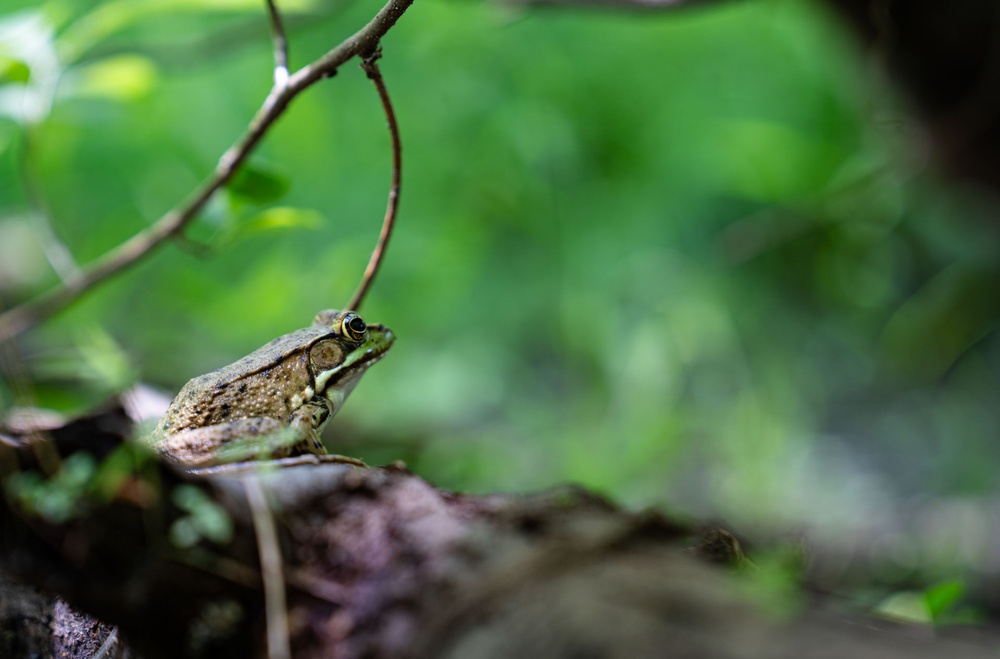 Rapid Ecological Assessment | New York