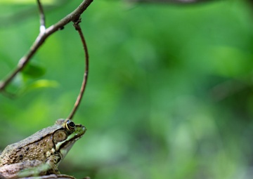 Rapid Ecological Assessment | New York