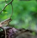 Rapid Ecological Assessment | New York