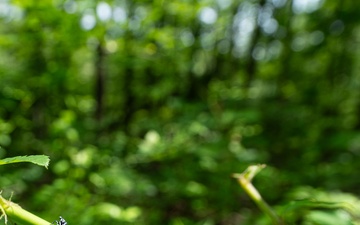 Rapid Ecological Assessment | New York