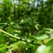 Rapid Ecological Assessment | New York