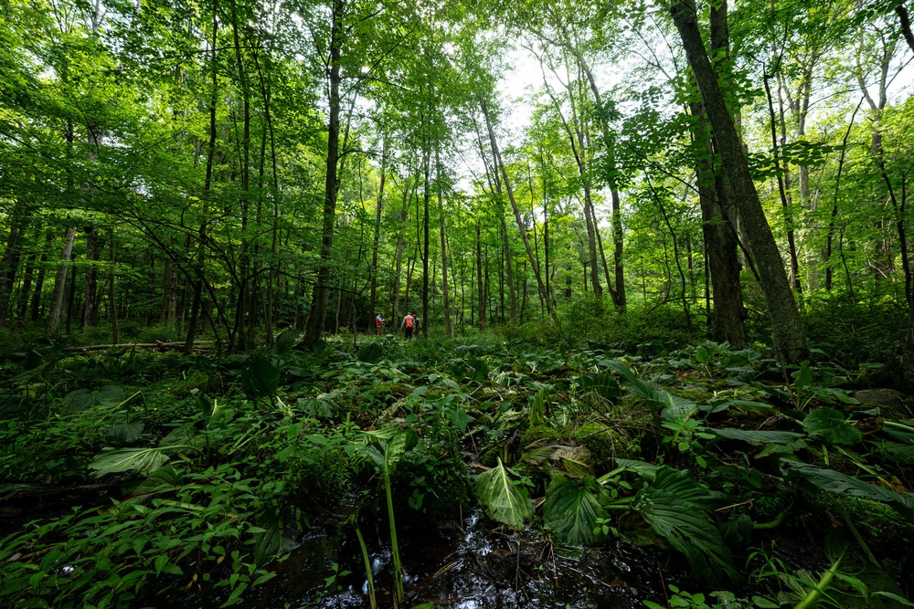 Rapid Ecological Assessment | New York