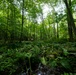 Rapid Ecological Assessment | New York