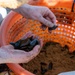 JBAB releases mussels to aid Potomac River