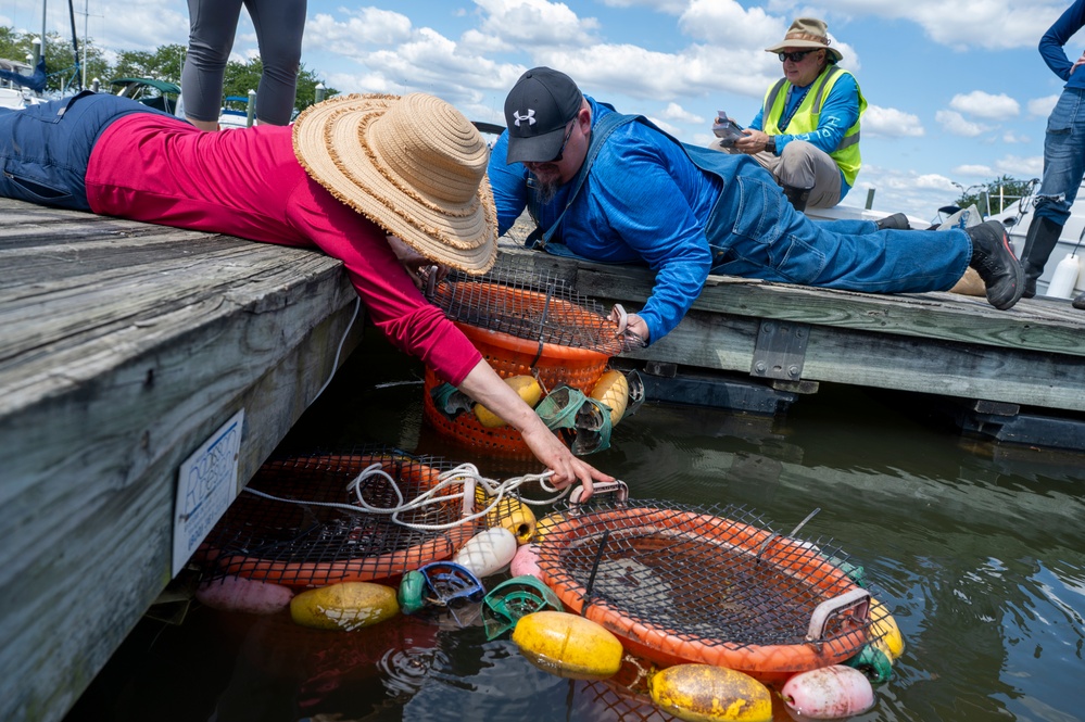JBAB releases mussels to aid Potomac River