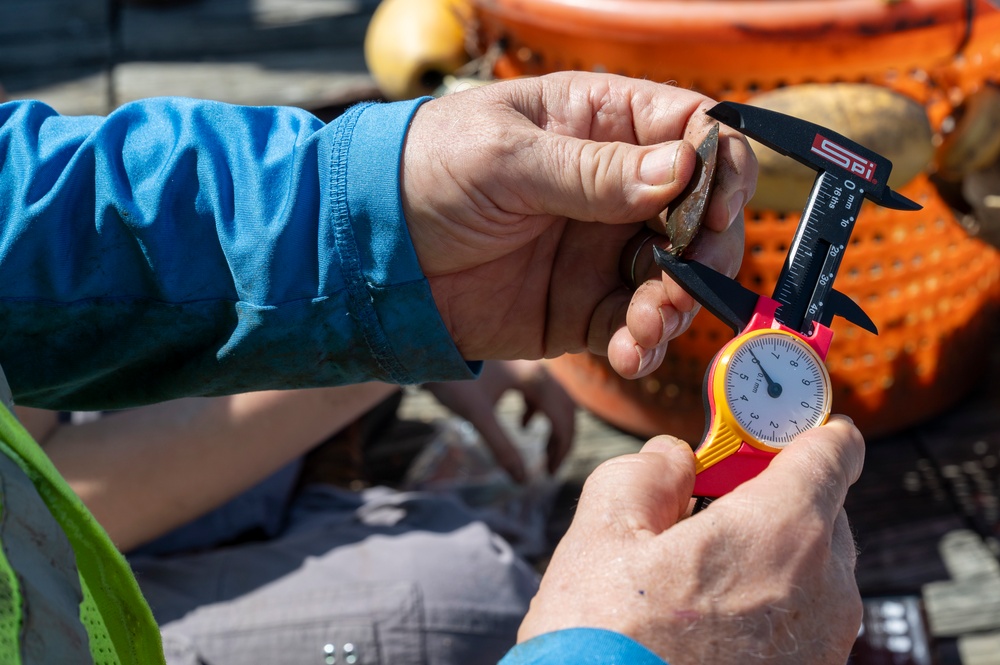 JBAB releases mussels to aid Potomac River