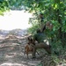 litary Police Canine Training