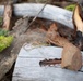 Ecotherapy
