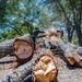 Contractors at JBSA maintain/trim trees at JBSA-Randolph