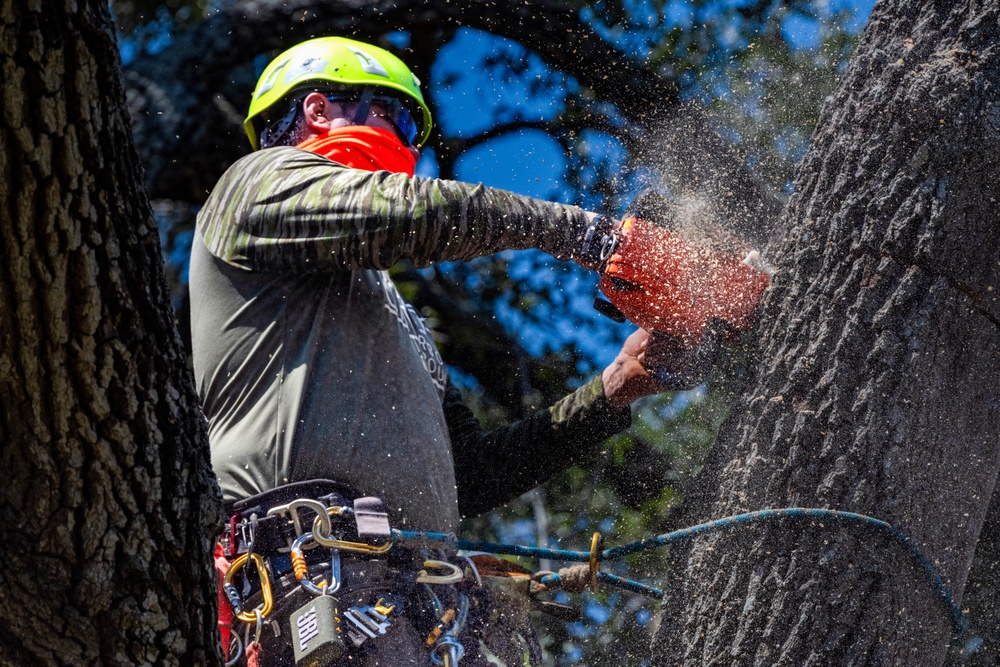 Contractors at JBSA maintain/trim trees at JBSA-Randolph