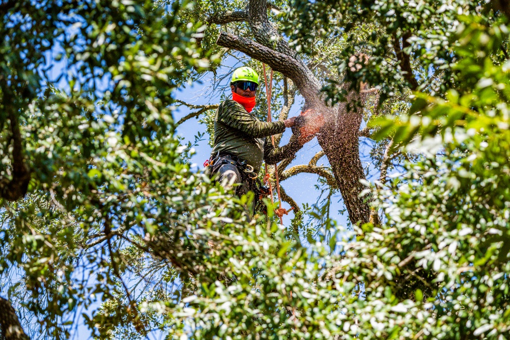 Contractors at JBSA maintain/trim trees at JBSA-Randolph