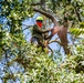 Contractors at JBSA maintain/trim trees at JBSA-Randolph