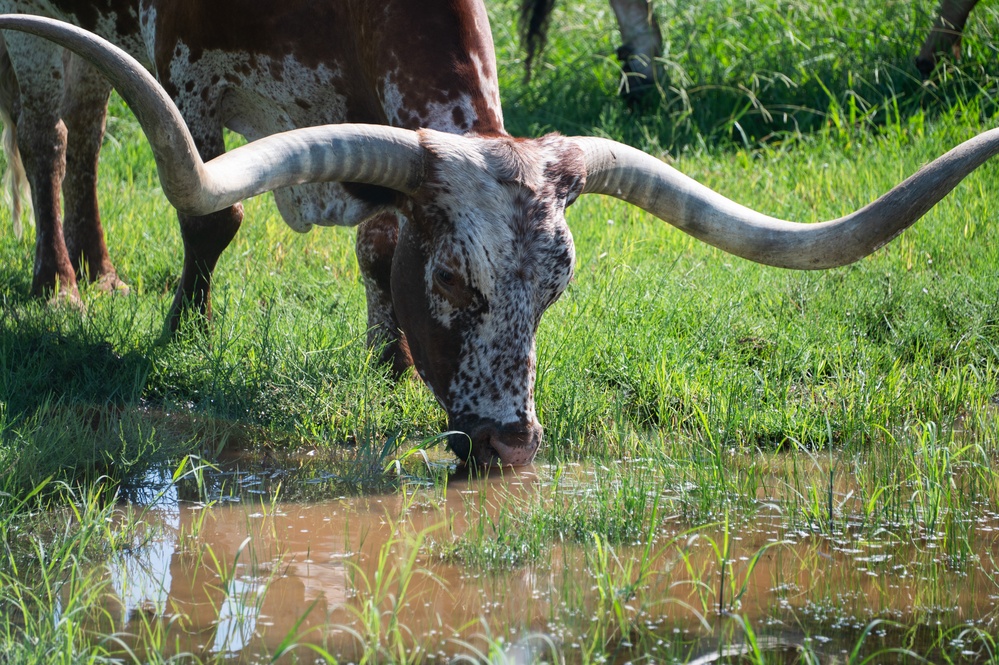 Have you Herd about Altus Air Force Base's Cattle Drive