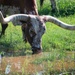 Have you Herd about Altus Air Force Base's Cattle Drive