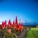 Sergeant Major of the Marine Corps leads run with 1st MAW staff noncommissioned officers