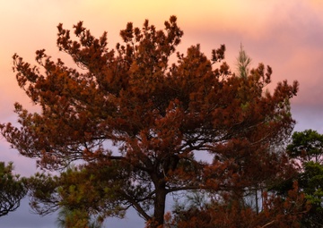 III MEF Support Battalion executes live-fire machine gun range