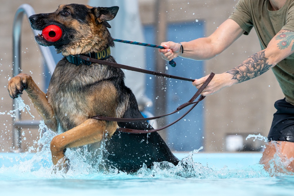 509 SFS military working dogs complete water aggression training