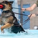 509 SFS military working dogs complete water aggression training