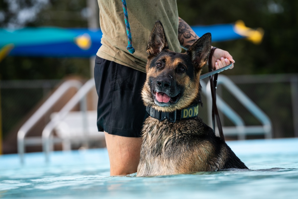 509 SFS military working dogs complete water aggression training