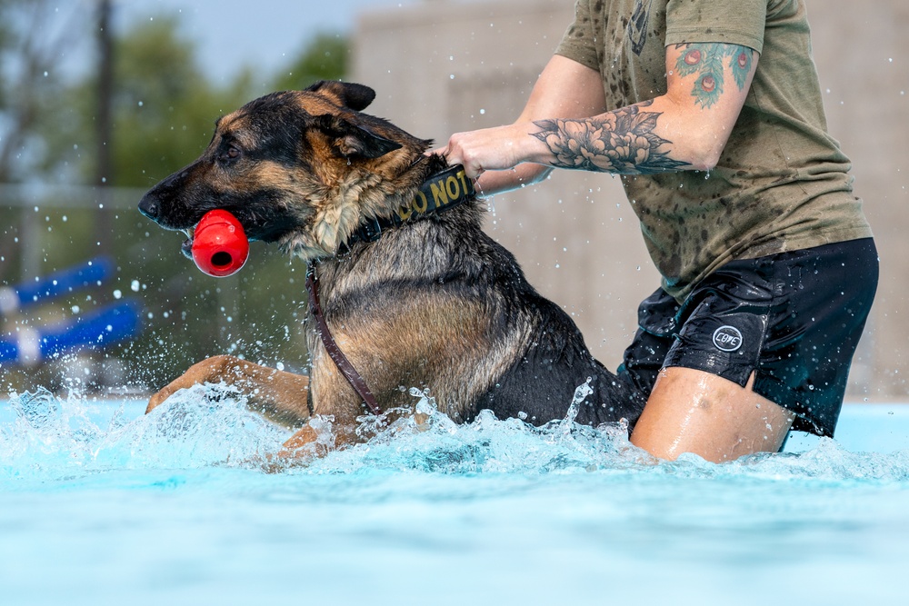 509 SFS military working dogs complete water aggression training