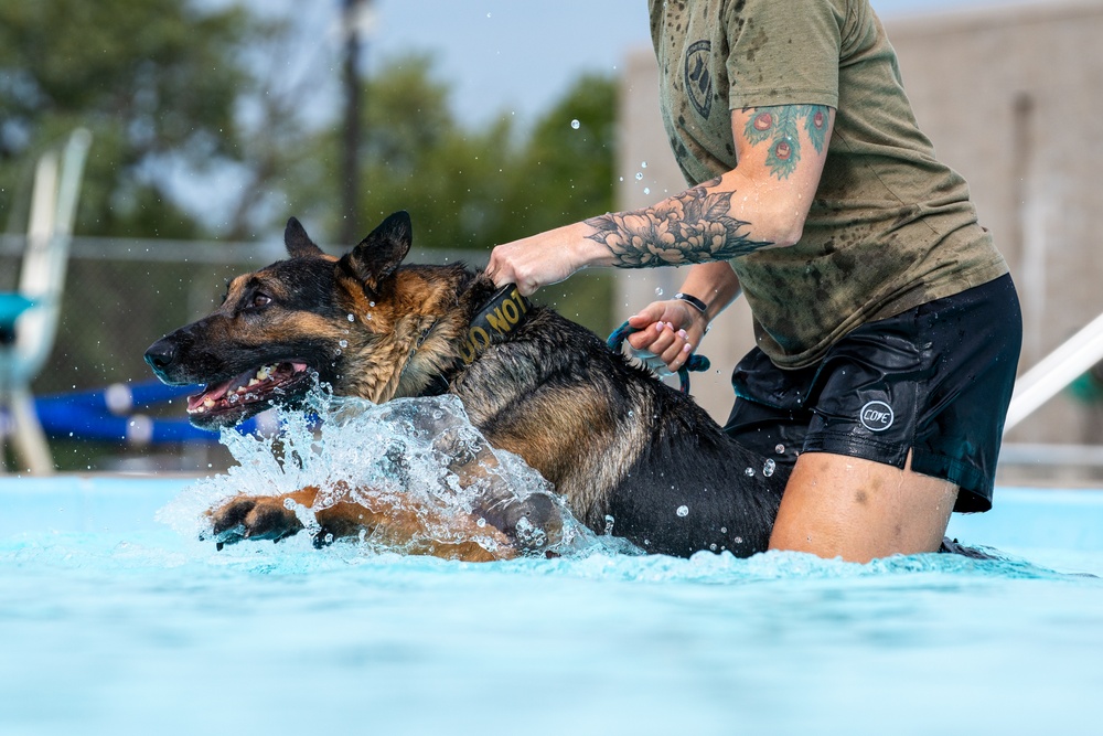 509 SFS military working dogs complete water aggression training