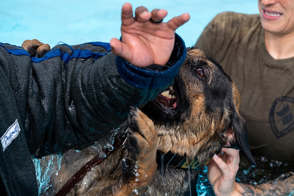 509 SFS military working dogs complete water aggression training