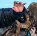 509 SFS military working dogs complete water aggression training