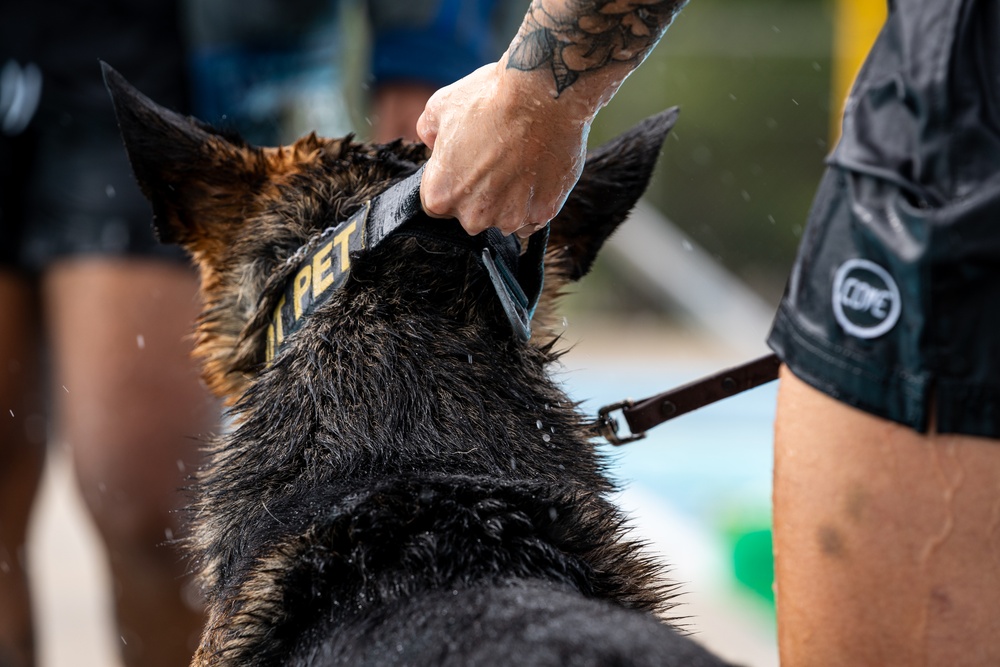 509 SFS military working dogs complete water aggression training