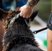 509 SFS military working dogs complete water aggression training