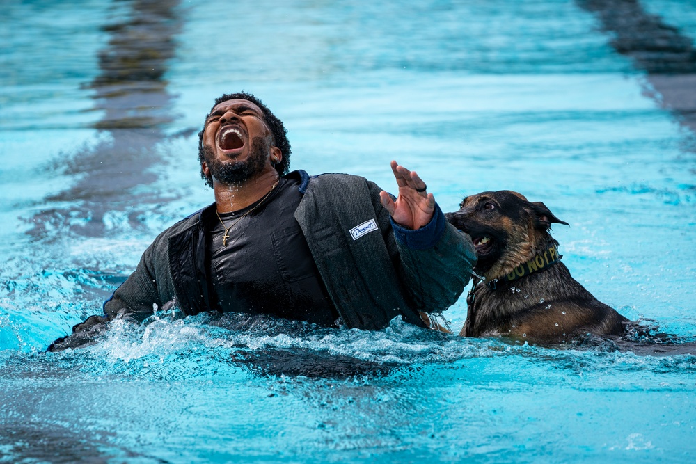 509 SFS military working dogs complete water aggression training