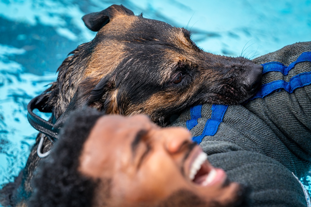 509 SFS military working dogs complete water aggression training