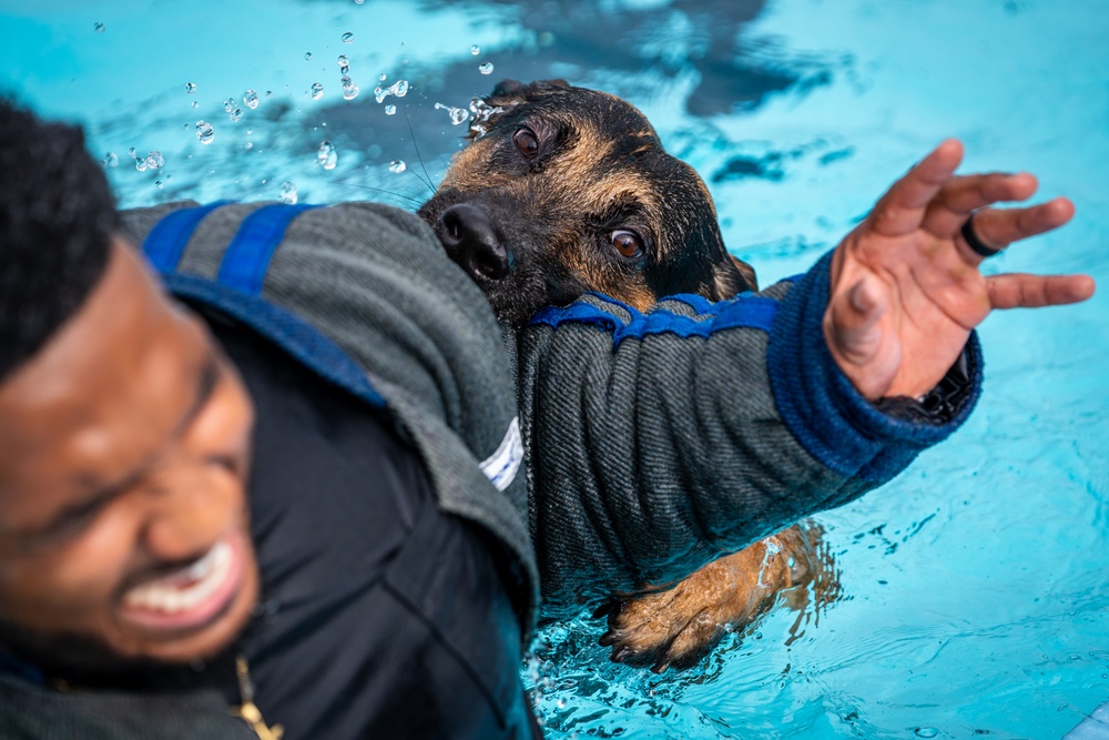 509 SFS military working dogs complete water aggression training