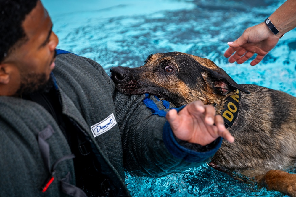 509 SFS military working dogs complete water aggression training