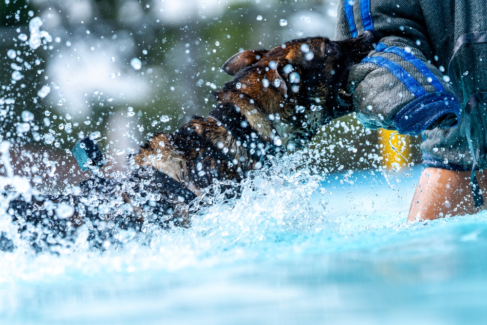 509 SFS military working dogs complete water aggression training