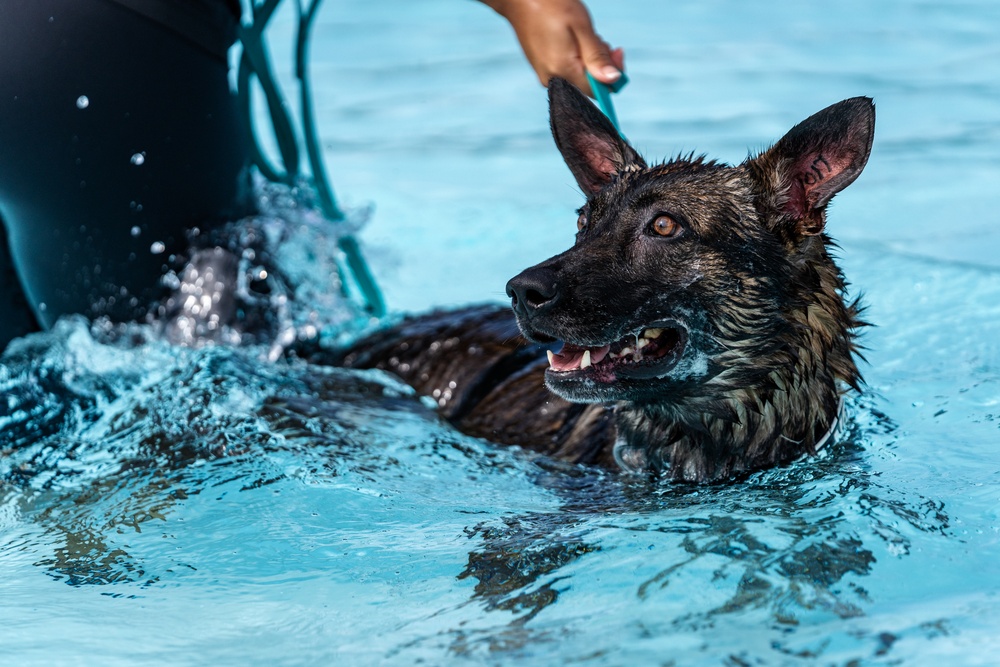 509 SFS military working dogs complete water aggression training