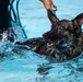 509 SFS military working dogs complete water aggression training