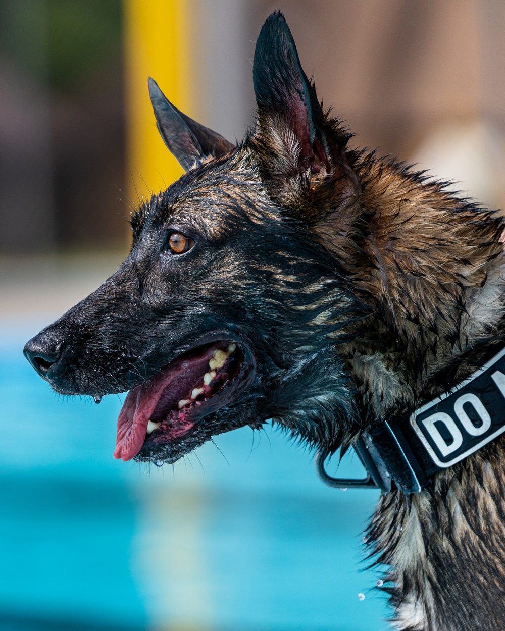 509 SFS military working dogs complete water aggression training