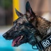 509 SFS military working dogs complete water aggression training