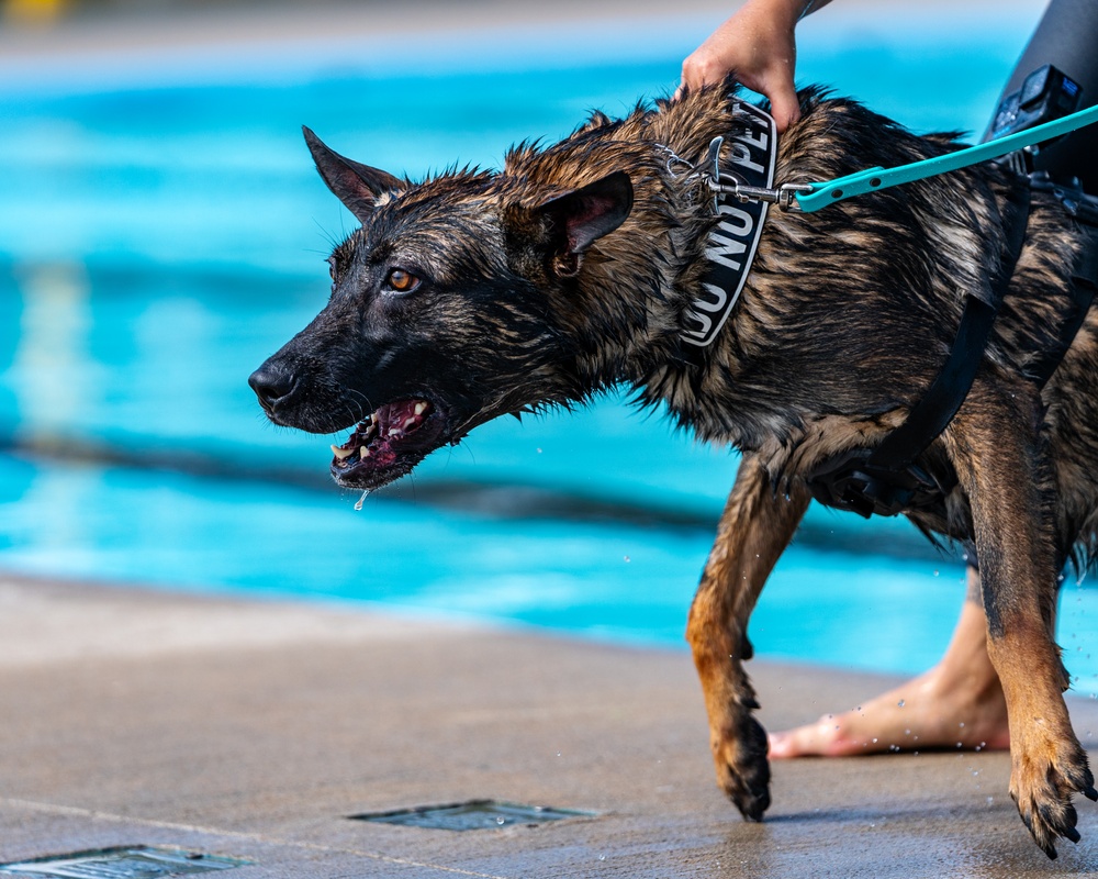 509 SFS military working dogs complete water aggression training