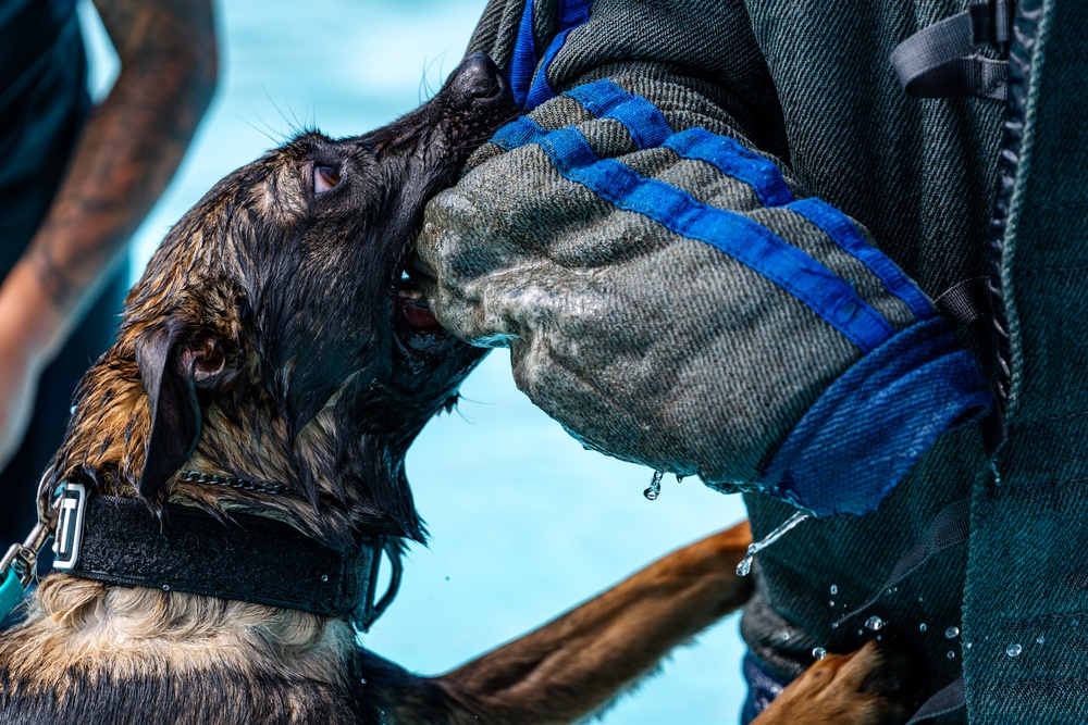 509 SFS military working dogs complete water aggression training
