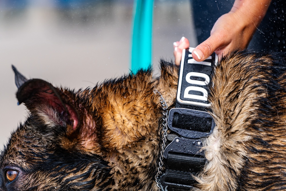 509 SFS military working dogs complete water aggression training