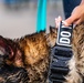 509 SFS military working dogs complete water aggression training