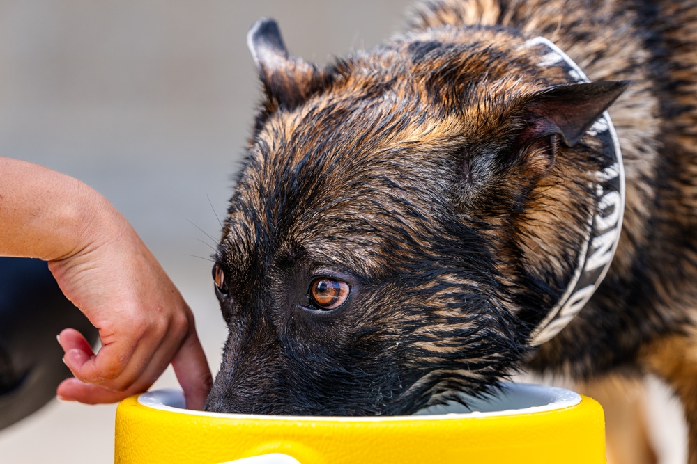 509 SFS military working dogs complete water aggression training